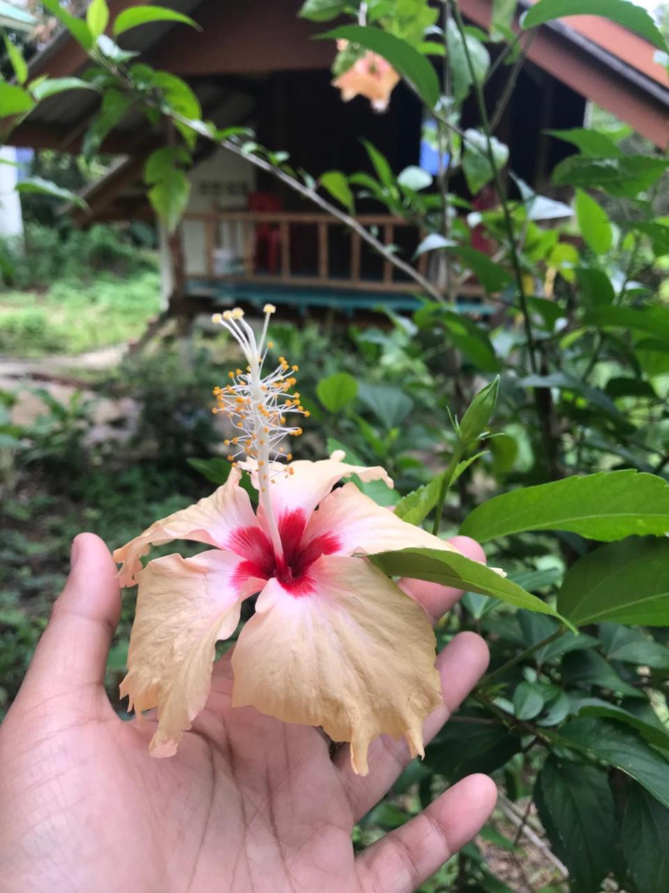 Hotel Rasta House,,Koh Phayam Zewnętrze zdjęcie
